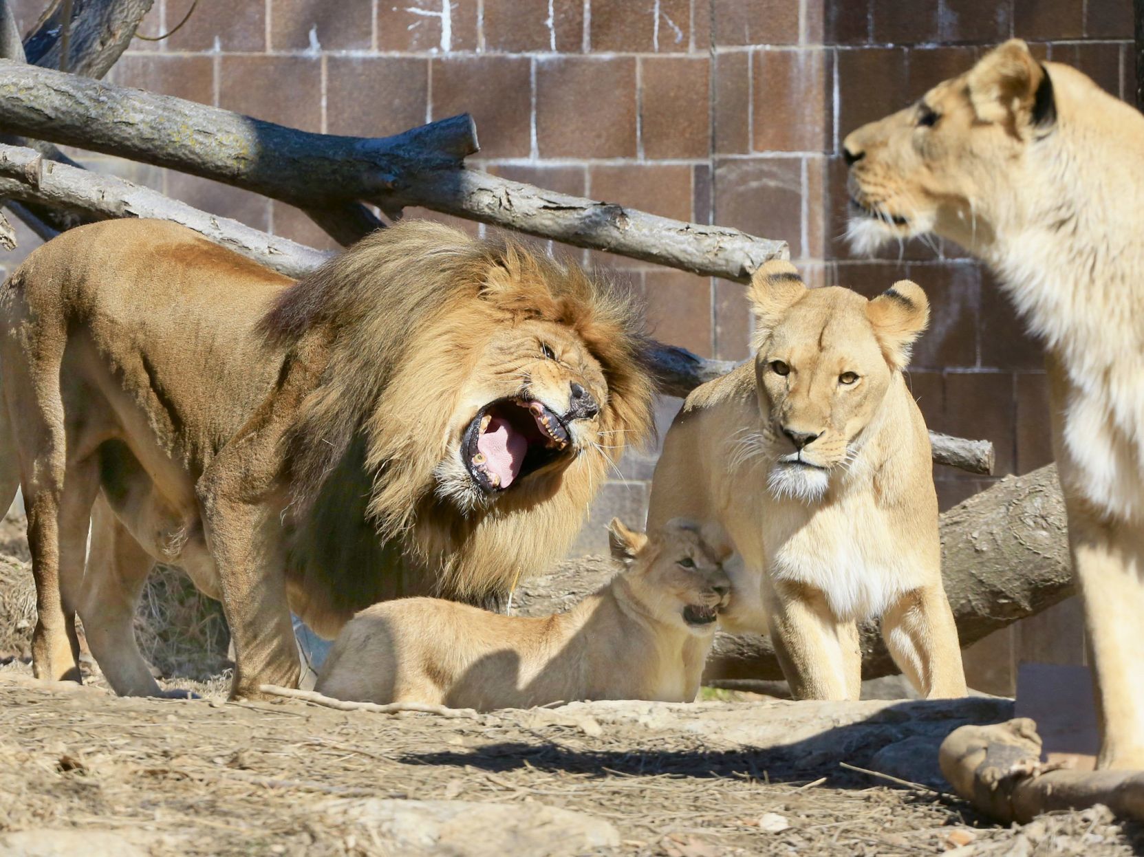 Lions at the Omaha zoo